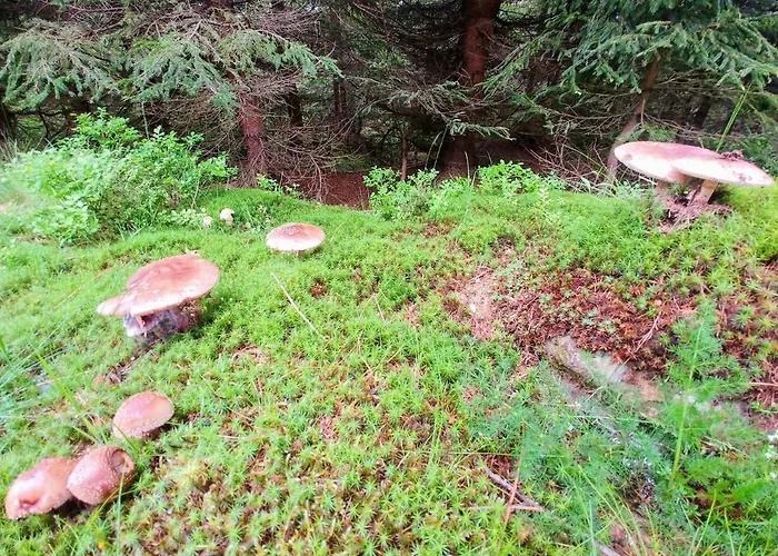 Séjour chez l'habitant Finezja *