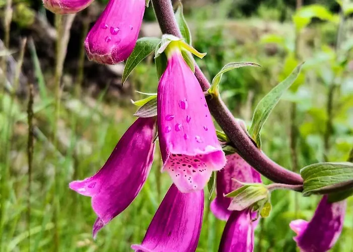 Finezja Kwatera prywatna Świeradów-Zdrój